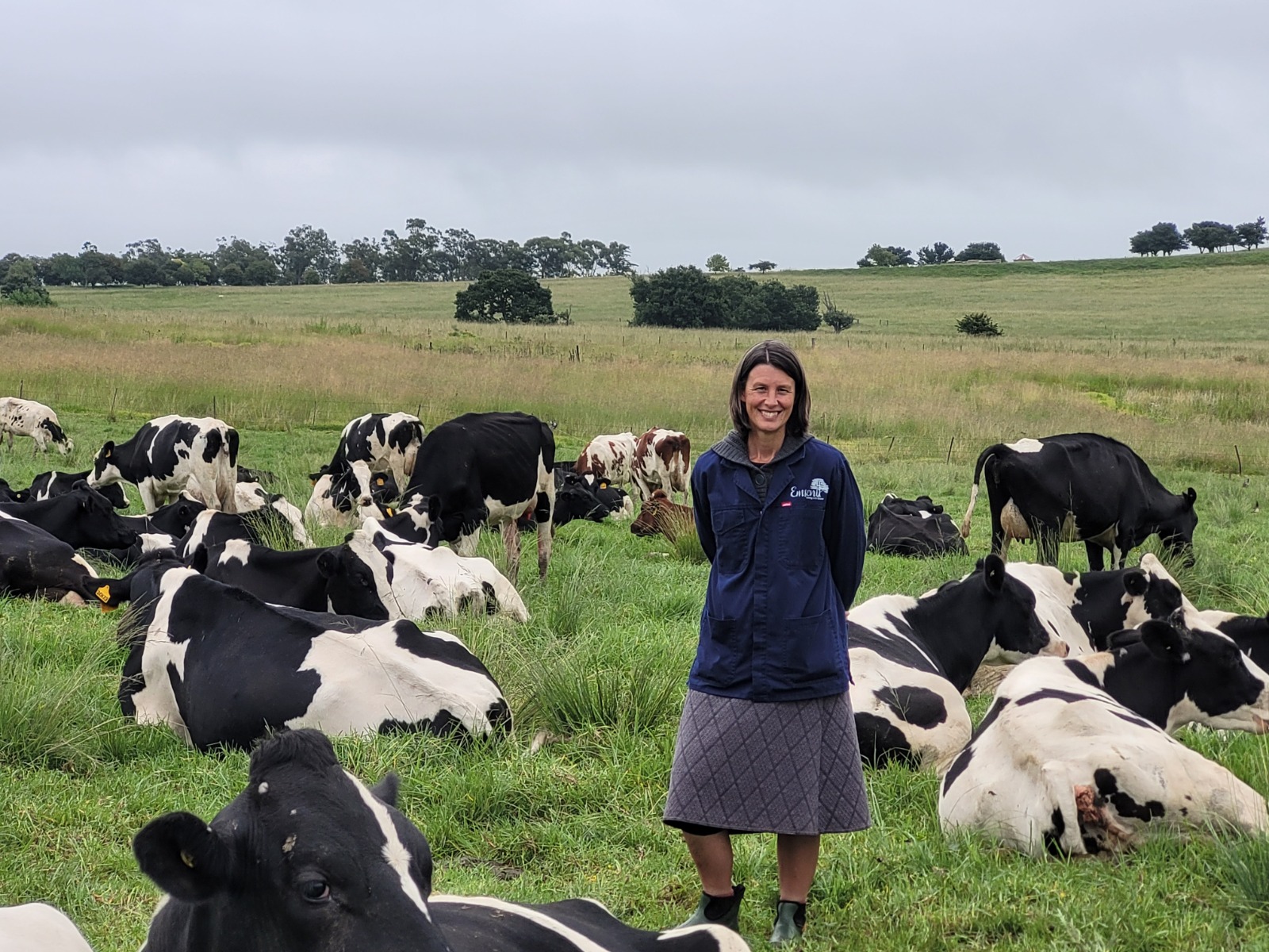 cows 4